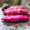 Khoai lang giống Nhật chuẩn VietGAP